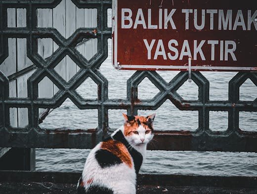 Cat itchy tail base early warning signs for owners