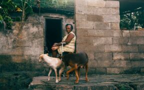 Preventing accidents at home for senior dogs