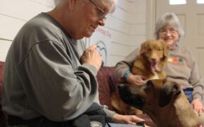 Basic training for senior dogs