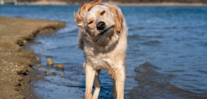 Dog vomiting accompanied by shaking or shivering