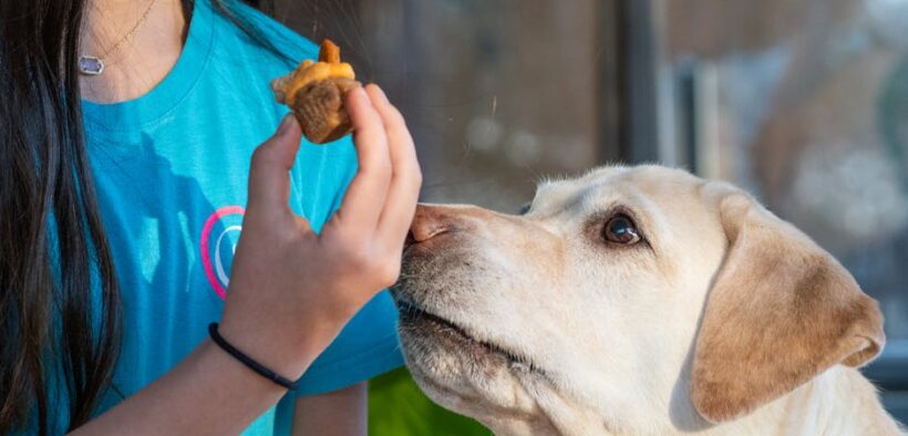Dog drooling in anticipation then refusing food digestive sign