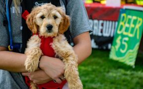 Dog hacking cough followed by vomit digestive versus respiratory sign