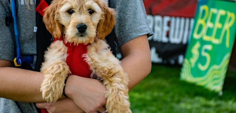 Dog diarrhea and noisy belly but playful digestive sign