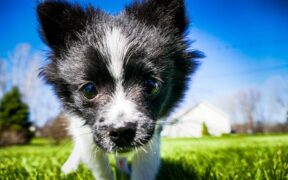 Preventing sun damage to dog noses and ears