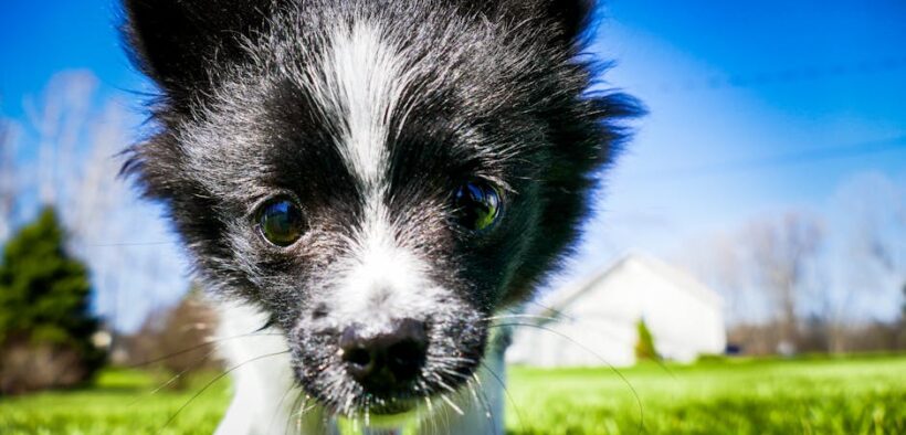 Preventing sun damage to dog noses and ears