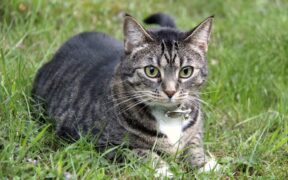 Rabies vaccination requirements for cats in Canada explained