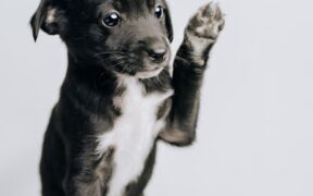Basic training foundations for puppies
