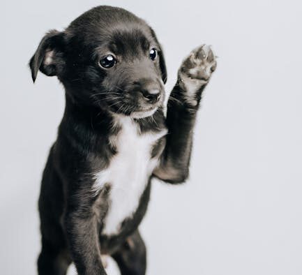 Recall training for puppies