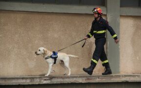 Emergency recall training for dogs