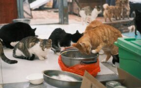 Feeding guide for shelter cats
