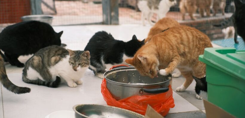 Feeding guide for shelter cats