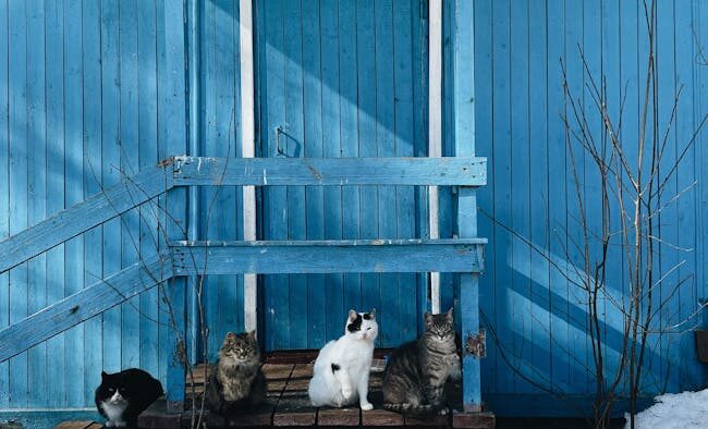 Supplements for cats living in cold climates