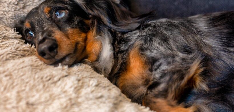 Pet taking long time to pee