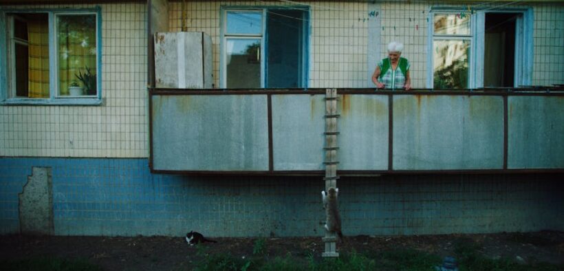 Parasites in senior cats causes risks and prevention for pet owners