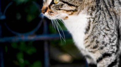 Cat flaky skin around tail signs causes and when to see a vet - Vet Pedia