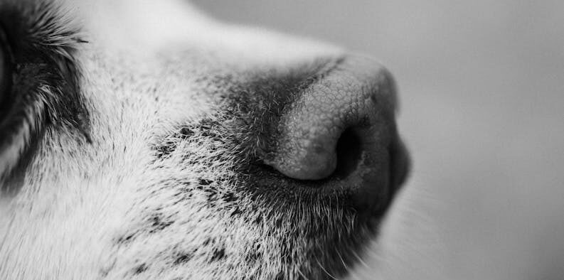 Nasal swelling pets