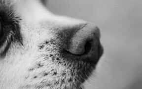 Noisy nasal airflow dog