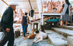 Toxic processed meats for dogs