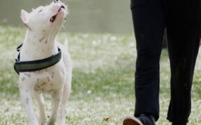 Basic training priorities for new puppy owners