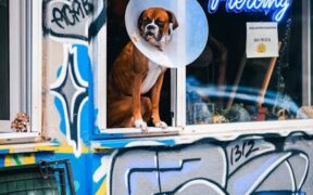 Dog sore throat signs causes and when to see a vet