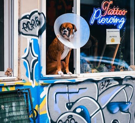 Dog gastroenteritis signs causes and recovery basics