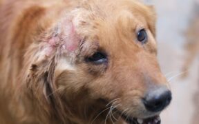 Dog shaking head common causes and treatment basics