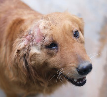 Dog shaking head common causes and treatment basics