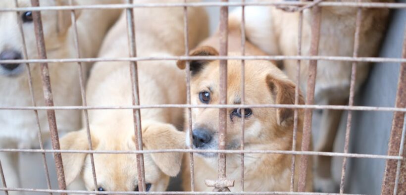 Preventive care for newly adopted rescue dogs