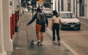 Dog vaccination and travel regulations explained for owners