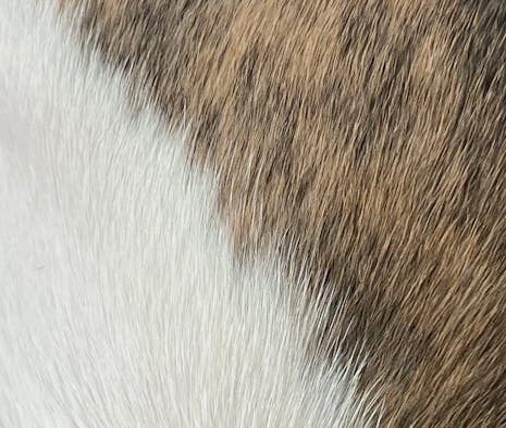 Regular Grooming Benefits for Skin and Coat