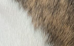 Pets with Fine Coats Grooming Awareness