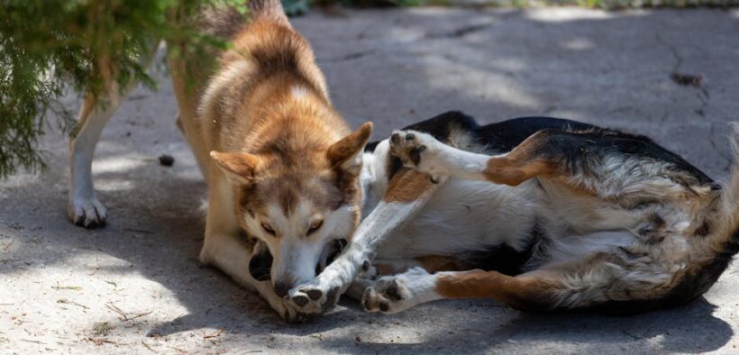 Marinades dangerous to dogs