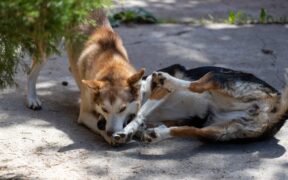 Dangerous deli scraps for dogs