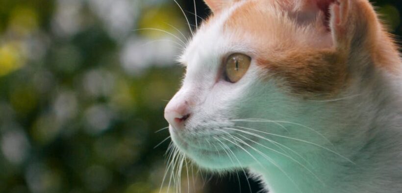 Side effects of kitten vaccines what is expected