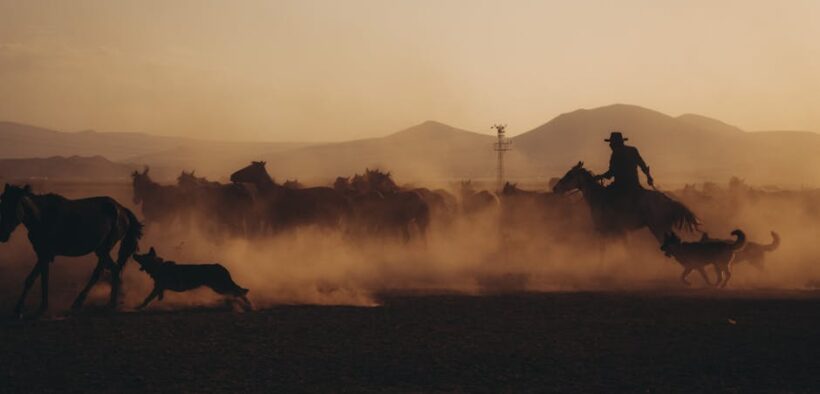 Ranch seasoning toxicity dogs