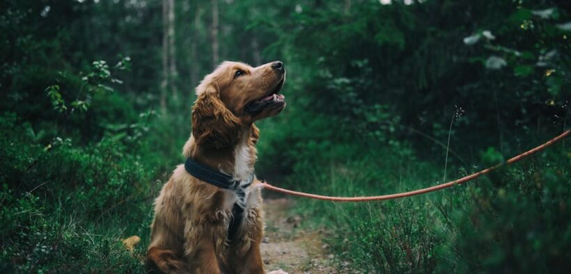 Respiratory wheeze at rest pets