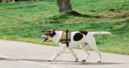 Basic harness and collar training for dogs