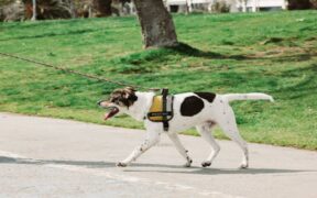 Basic harness and collar training for dogs