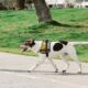 Basic harness and collar training for dogs