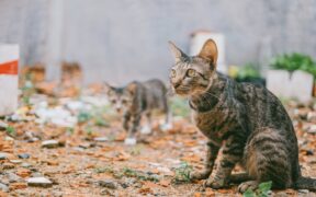 Supplements for environmental allergies in cats