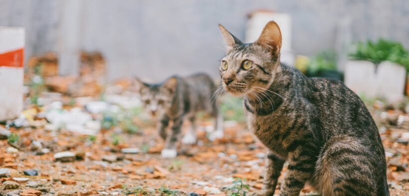Supplements for environmental allergies in cats