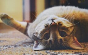 Cat head tilt symptoms causes and emergency guidance