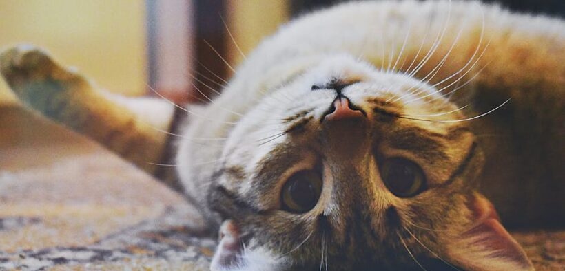 Cat head tilt symptoms causes and emergency guidance