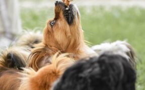 Feeding guide for puppies during training