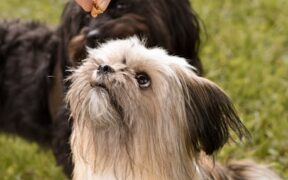 Feeding guide for dental health dogs