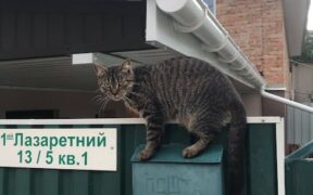 How to recognize fleas and tapeworms in cats and early warning signs at home