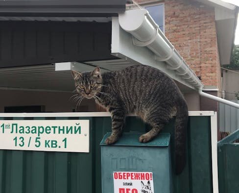 How to recognize toxoplasma concerns for cats and early warning signs at home