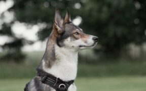 Basic training for guarding breeds safely