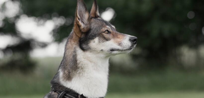 Basic training for guarding breeds safely