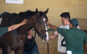 Handling Pets Gently During Grooming Sessions